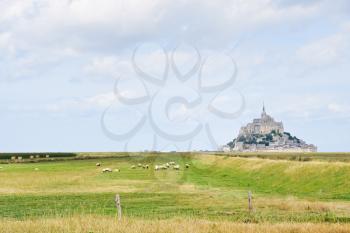 flock of sheep near mont saint-michel abbey, Normandy, France