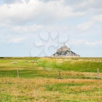 view with sheep and mont saint-michel abbey, Normandy, France