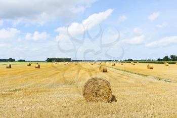 yellow haystack rolls on harvested field in Normandy, France