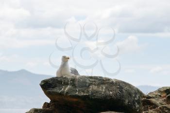seagull on Cies Islands (illas cies) - Galicia National Park in Atlantic Ocean, Spain