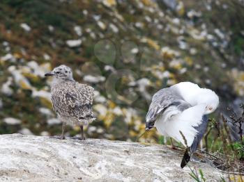 gull chicks on Cies Islands (illas cies) - Galicia National Park in Atlantic Ocean, Spain