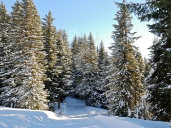 ski run in snow forest on mountain in Portes du Soleil region, Les Gets, France