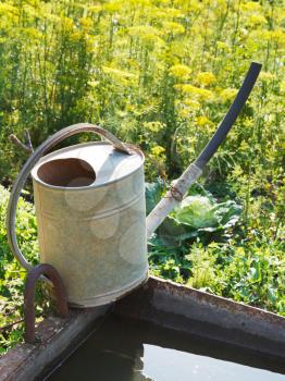 watering can on basin with water for garden watering in garden in summer day