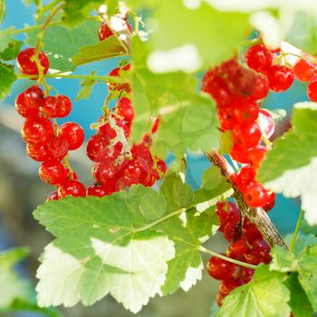 red currant berries close up on green bush in garden in summer day