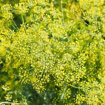above view of yellow flowers on blooming dill in garden in summer