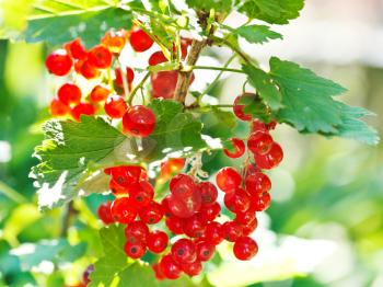 bunch of red currant berries close up on green bush in garden in summer day