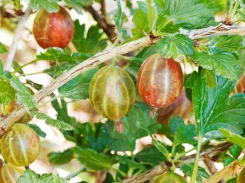 ripe gooseberry berries close up on green bush in garden in summer day