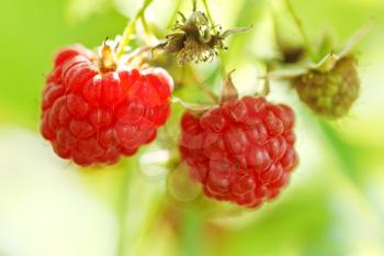 two ripe fruit of red raspberry on green bush close up in garden in summer