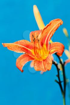 flower of orange daylily close up outdoors with blue background