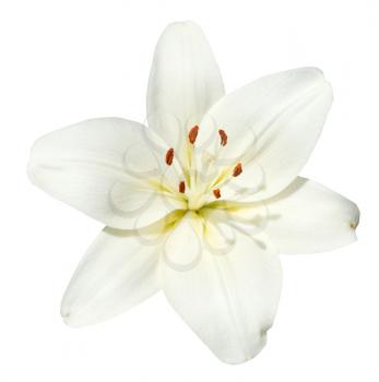 white flower Lilium candidum isolated on white background