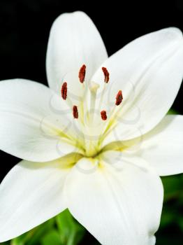 white flower of Lilium candidum (Madonna Lily) close up
