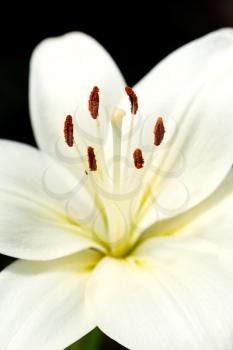 white head of flower Lilium candidum (Madonna Lily) close up