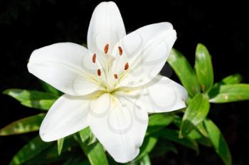 above view of white bloom Lilium candidum (Madonna Lily) close up