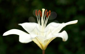 side view of white bloom Lilium candidum (Madonna Lily) close up