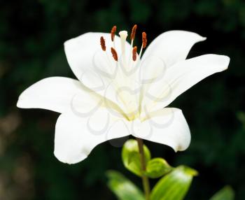 white fresh flower of Lilium candidum (Madonna Lily) close up
