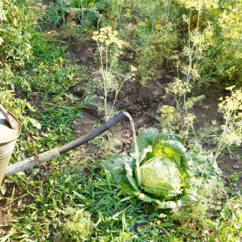watering kale from handshower in garden in summer day