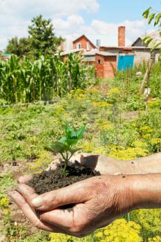 peasant handful of soil with green sprout in garden background