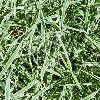 green blades of Carex morrowii Variegata decorative grass in sunny day