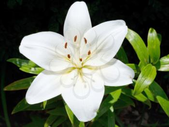 above view of white flower of Lilium candidum (Madonna Lily) close up outdoors
