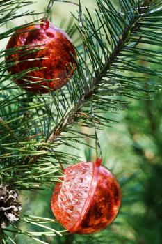 two red balls christmas tree decoration on pine
