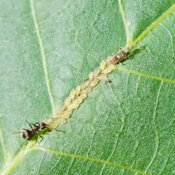ant tending aphids herd on leaf of walnut tree close up