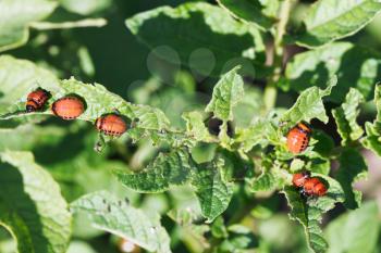 many larva of colorado potato beetle eat potatoes in garden close up