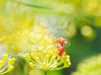 two soldier beetles in garden grass in summer day