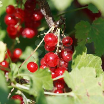 redcurrant berries close up in green leaves in garden in summer day