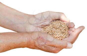 male hands hold handful with wheat seeds isolated on white background