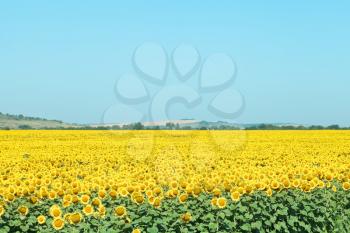 sunflower plantation in hills of the Caucasus in summer day