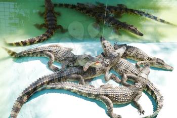 feeding young crocodile on Crocodile Farm outdoors