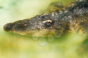 crocodile in yellow water close up outdoors