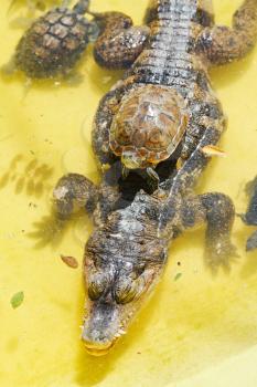 red-eared slider turtle over alligator in yellow water