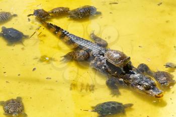 many red-eared slider turtles and crocodile in yellow water