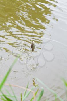 fished small bream hanging on fishing hook over the river, Kuban, Russia