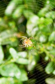 spider on cobweb over buxus leaves in summer day