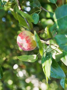 red ripe apple on green twig close up in fruit garden