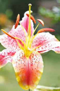 head of flower pink tiger lily close up outdoors