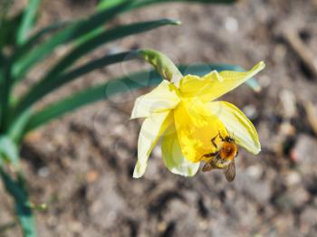 bumble bee gathering nectar from narcissus flower in spring day