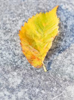 frosts and fallen birch leaf on pavement in autumn