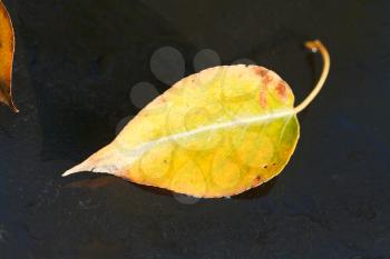 frozen yellow birch leaf on black car hood in autumn