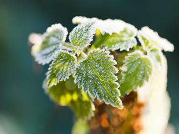 first frost on green nettle leaves in autumn forest