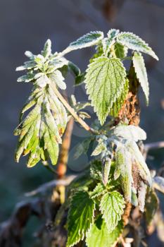 frost on green nettle leaves in autumn forest