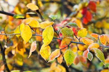 first frost on yellow, red leaves in autumn forest
