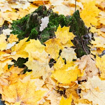 yellow maple leaf litter around mossy tree stump in autumn forest