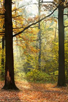 sunshine lit glade in autumn forest in sunny day