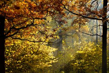 sun light through foliage in autumn forest