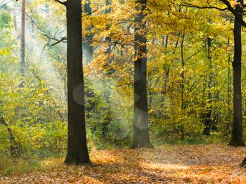 sunbeam lit lawn in autumn forest in sunny day