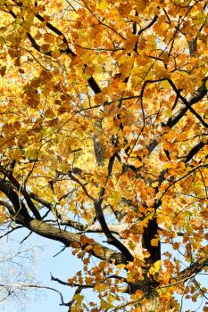 yellow crown of maple tree in autumn forest
