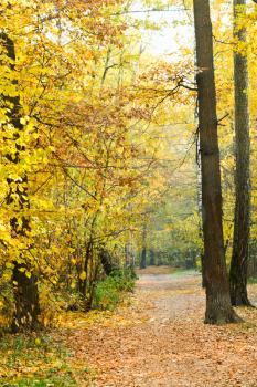 pathway in yellow forest in autumn day